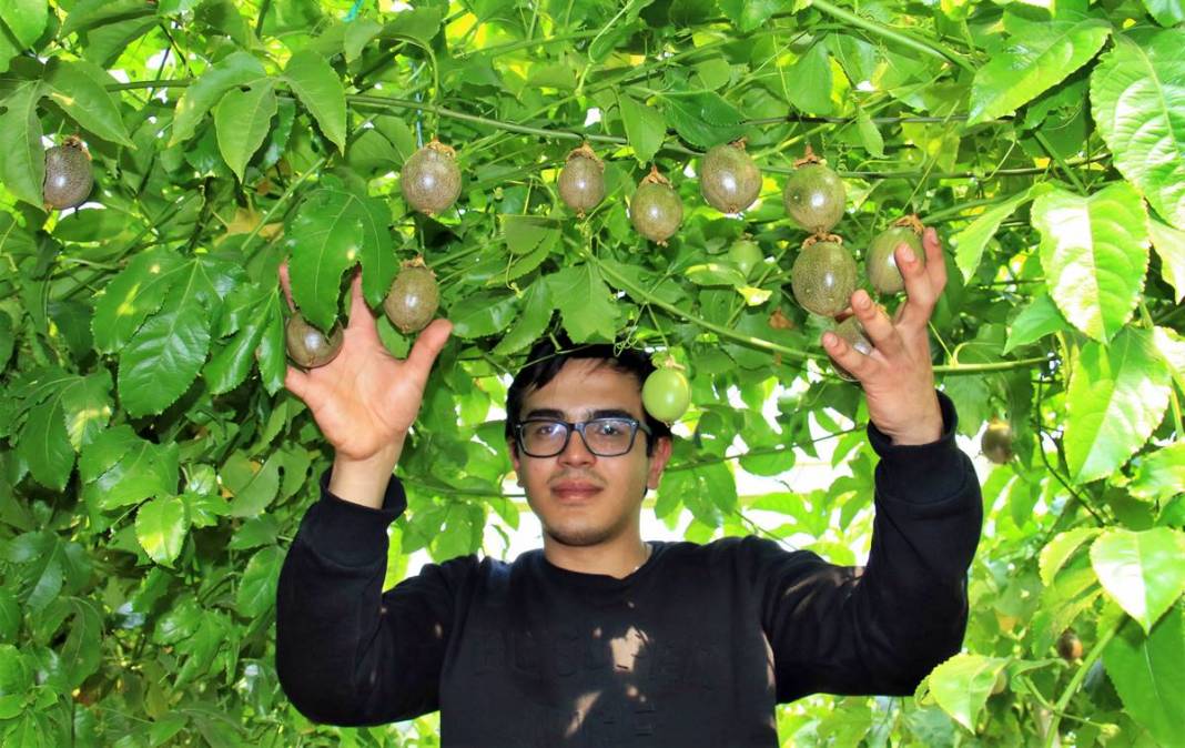 Bu meyve zengin ediyor: Kilosu 200 TL! 10 yıl boyunca ürün veriyor, ilk yılda 300 kg, beşinci yıldan sonra 2 ton 5